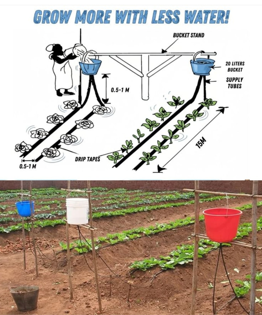 FarmersTrend's tweet image. 📷📷 Simple Bucket Irrigation System 📷📷
This low-cost watering method delivers water slowly and directly to plant roots, reducing waste and saving time.
📷 Elevated water source
Place a bucket on a stable stand to use gravity for steady water flow.
📷 Controlled release
Small…