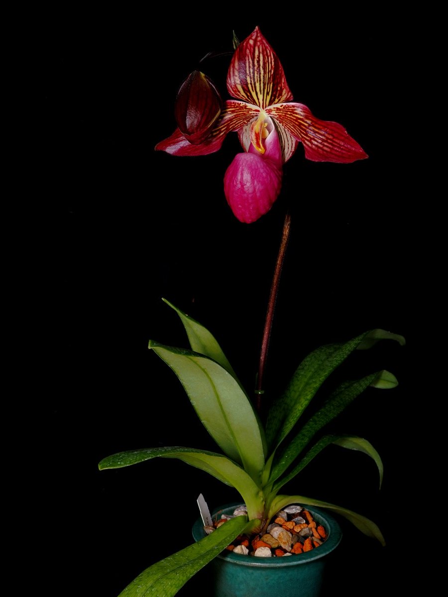 蘭丸 鬱罹患中 もォやだ！ (@RanmaruZooBoy) / Posts / X