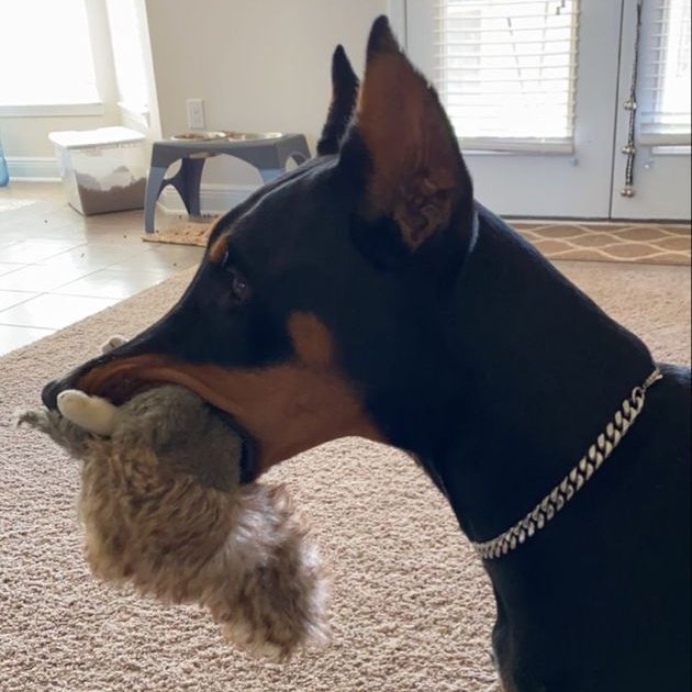 lovracz's tweet image. sweet home.