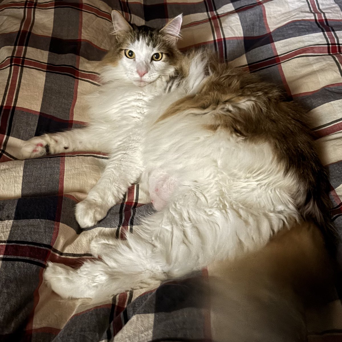 にゃんページ にゃんたま | 芳澤 ルミ子 |本 | 通販 | Amazon