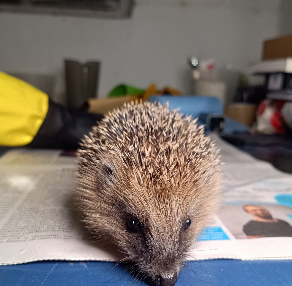 squirrelpics1's tweet image. Speedy in der Nacht, als ich ihn bei uns im Garten gesichert habe. Damals zarte 201 Gramm. Heute knapp über 700. Das zu erleben ersetzt jedes schnöde Weihnachtsgeschenk. 🦔 🌳 🏡
#Igel #GartenTiere #überwinterung