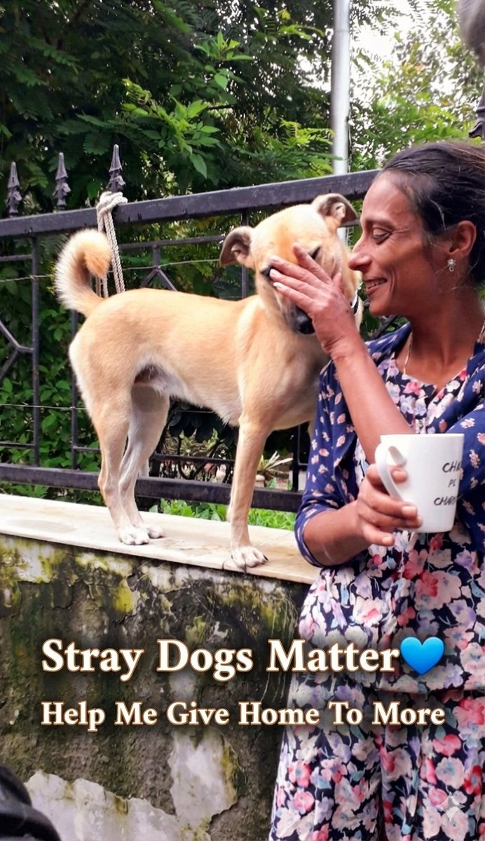 TheDogMother_'s tweet photo. #RescueDogs don’t ask for much…
Roof On Head
Just two healthy meals
Just one day without fear of hunger 💔
And loads of love 💗

My #Dogs have no families, no homes —
YOU are their only hope ✨️

The food stock is almost empty 😞
Your kindness can fill their bowls with healthy meals  again 🐾

📦 Amazon Wishlist :
 https://t.co/dtJZtcnKXx

UPI: 8810309001

Feed The Good.
Be the reason a tail wags today 💙
Dog Bless 🙌