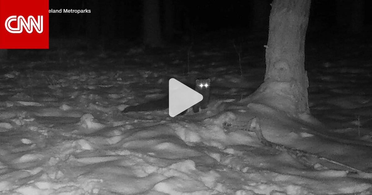 لأول مرة منذ قرابة 100 عام.. كاميرا مسارات في إحدى حدائق المترو ترصد حيوان "البيكان" النادر الشبيه بابن عرس في أمريكا 