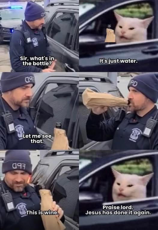 BerniceSanz's tweet image. Amo a este gato! 😂🤣😂😌❤️