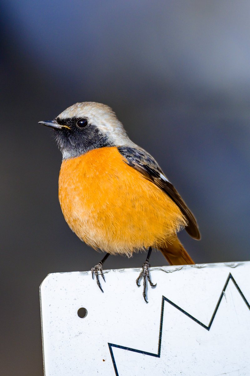 むぎ (@mugimugi_z) / Posts / X