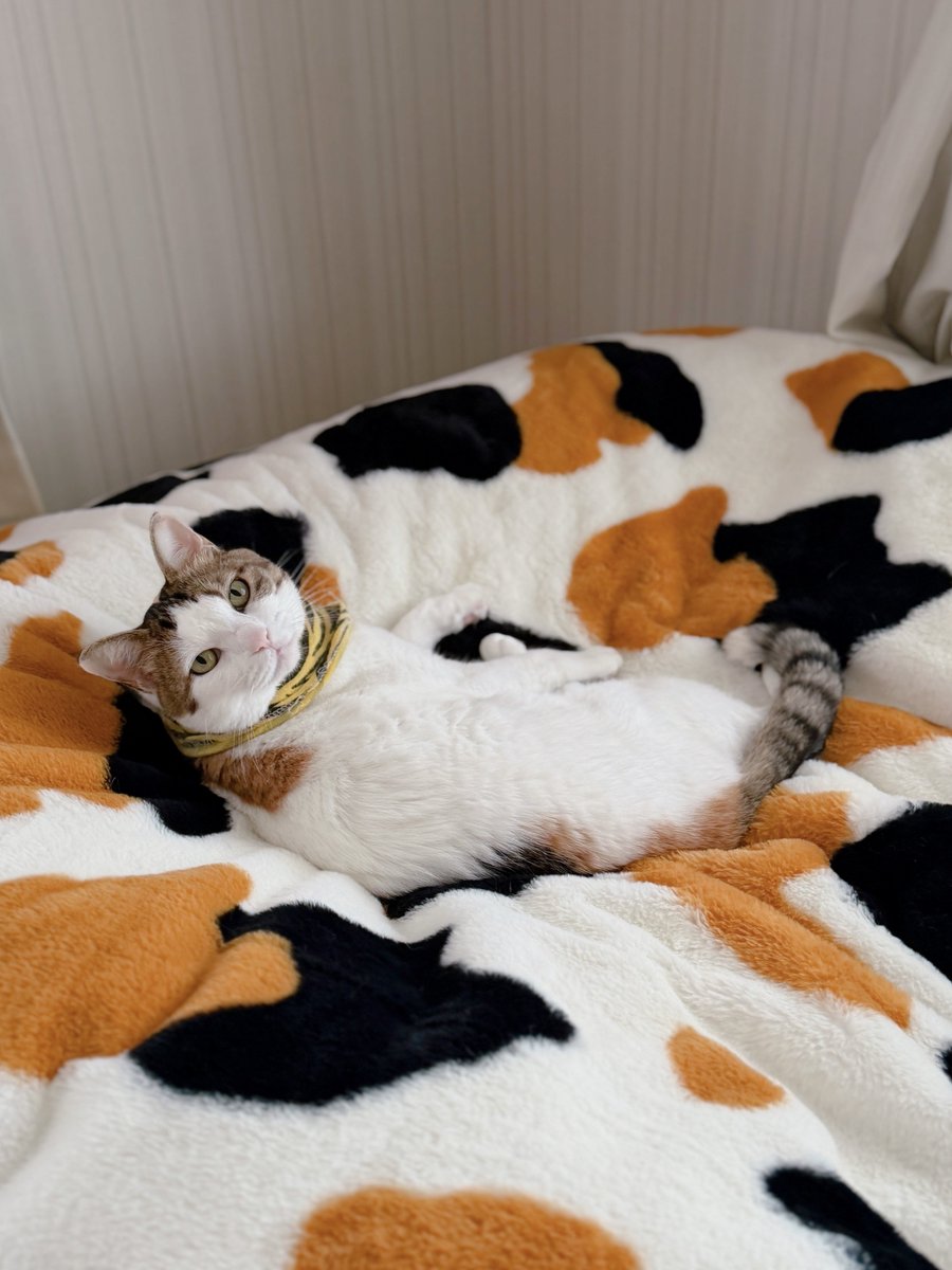 めるきど𓏲𓎨𓁉 (@NNNhikocat) / Posts / X