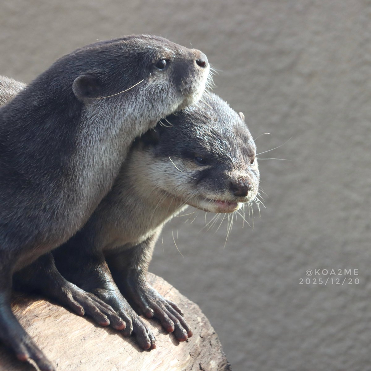 かわうそ(・ᴥ・) (@iF9kOxq2miU6JaD) / Posts / X