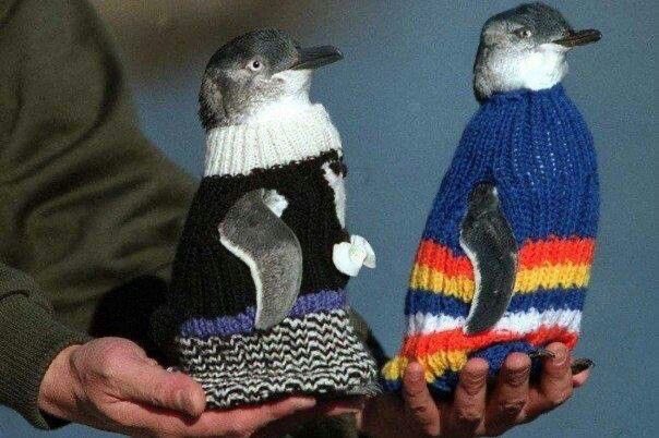 kindfishfriend's tweet image. you may choose one penguin in a warm sweater.