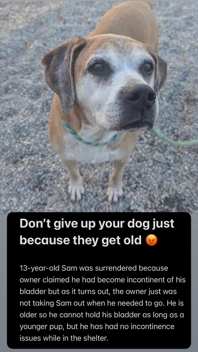 ash__almighty's tweet image. 😡 I hate seeing an elderly dog end up in the shelter after being a family member their entire life 😡 
📝 Pls read 13-yr-old Sam’s history in the photos below
📍 Greenville #SouthCarolina 
☎️ 864-467-3952
@Dubs4Mutts @psychicwhisper3 @PawsnTails4TX @LisaBrabson @_DOGPOOL_ #ADOPT