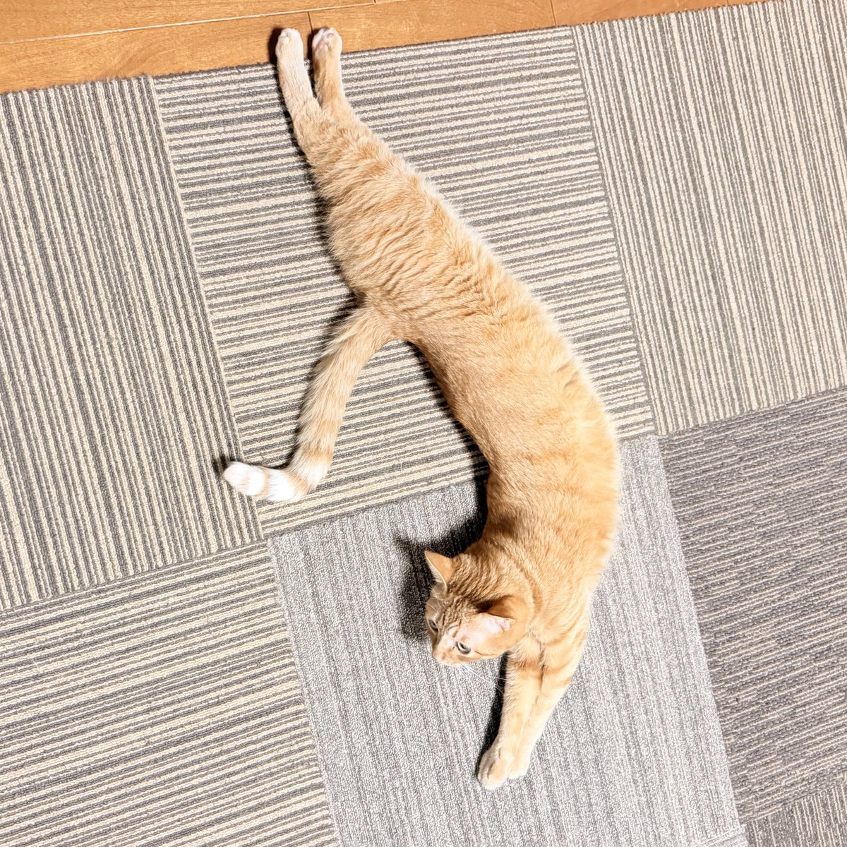 おねこさん🐈 (@moto_jia) / Posts / X