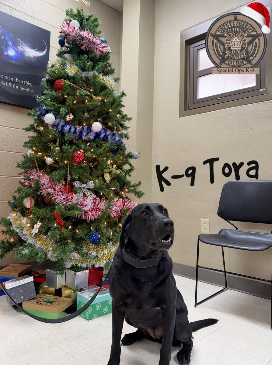HCSOK9Division's tweet photo. We think K-9 Tora’s face says it all, she is definitely looking forward to Christmas!! 🐾😊

#K9Tora🐾💙 #SuchAGoodGirl #K9Life #Labrador #MerryChristmas🎄 #Photogenic #LabradorK9 #ChristmasTime #PrettyToraGirl #SpecOpsK9 #ChristmasTreePhoto #CSUK9 #ThatFace😍 #HCSOK9Division https://t.co/uG8EpwrV9f