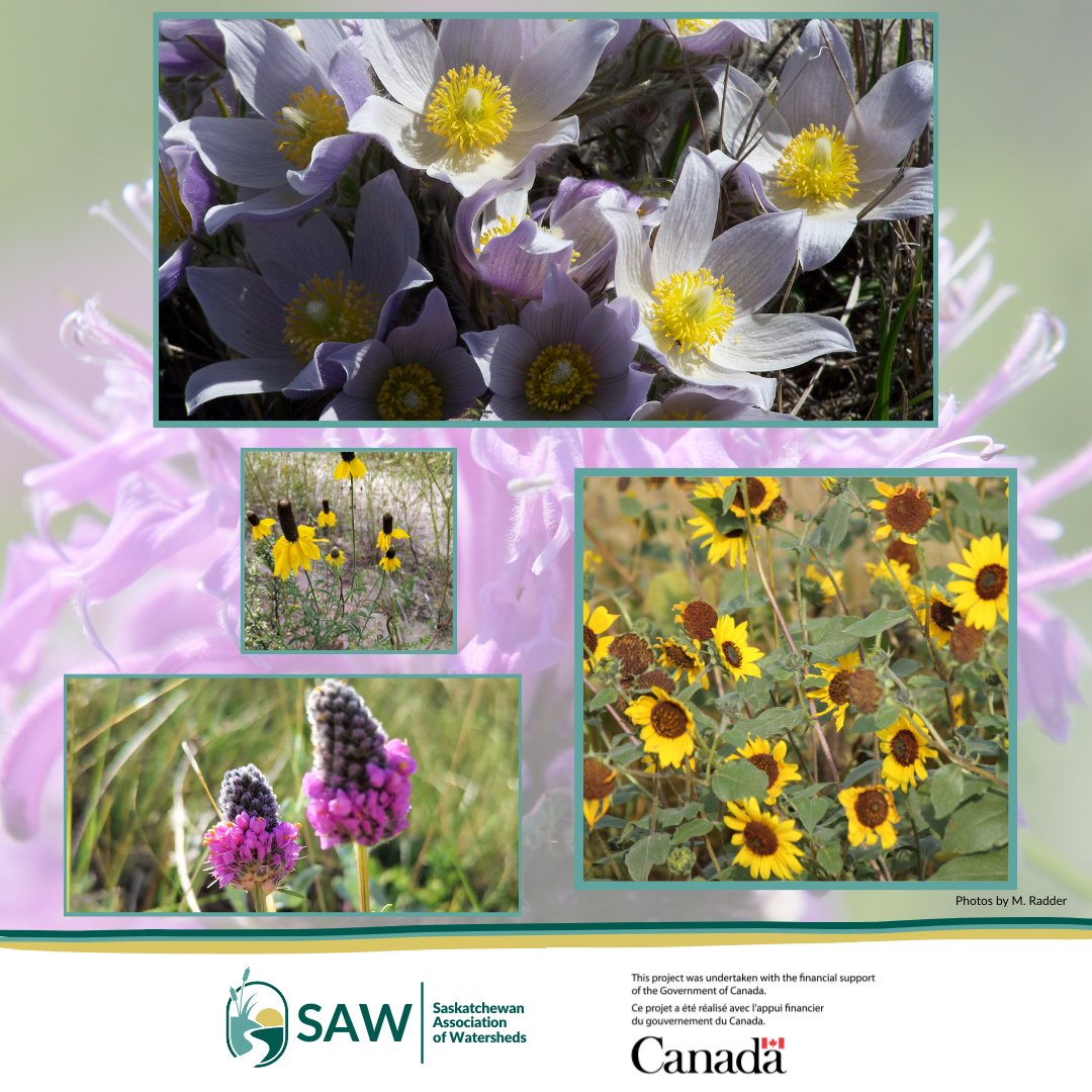Native plants = Climate resilience in action. They’re adapted to local conditions. They:
 ✅ Require less water
 ✅ Resist local pests
 ✅ Survive extreme weather
By planting natives, you're building a garden that can thrive.
#NativePlants #GrowForTheFuture #EcoLandscaping