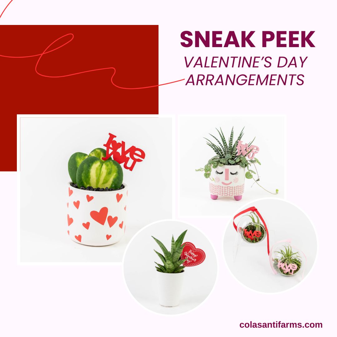 Sneak peek for our Valentine's Day Arrangements! 💞💕coming soon!

#colasantifarms #colasantifarmsltd #valentinesday #valentinesdayarrangements #wholesaleplants