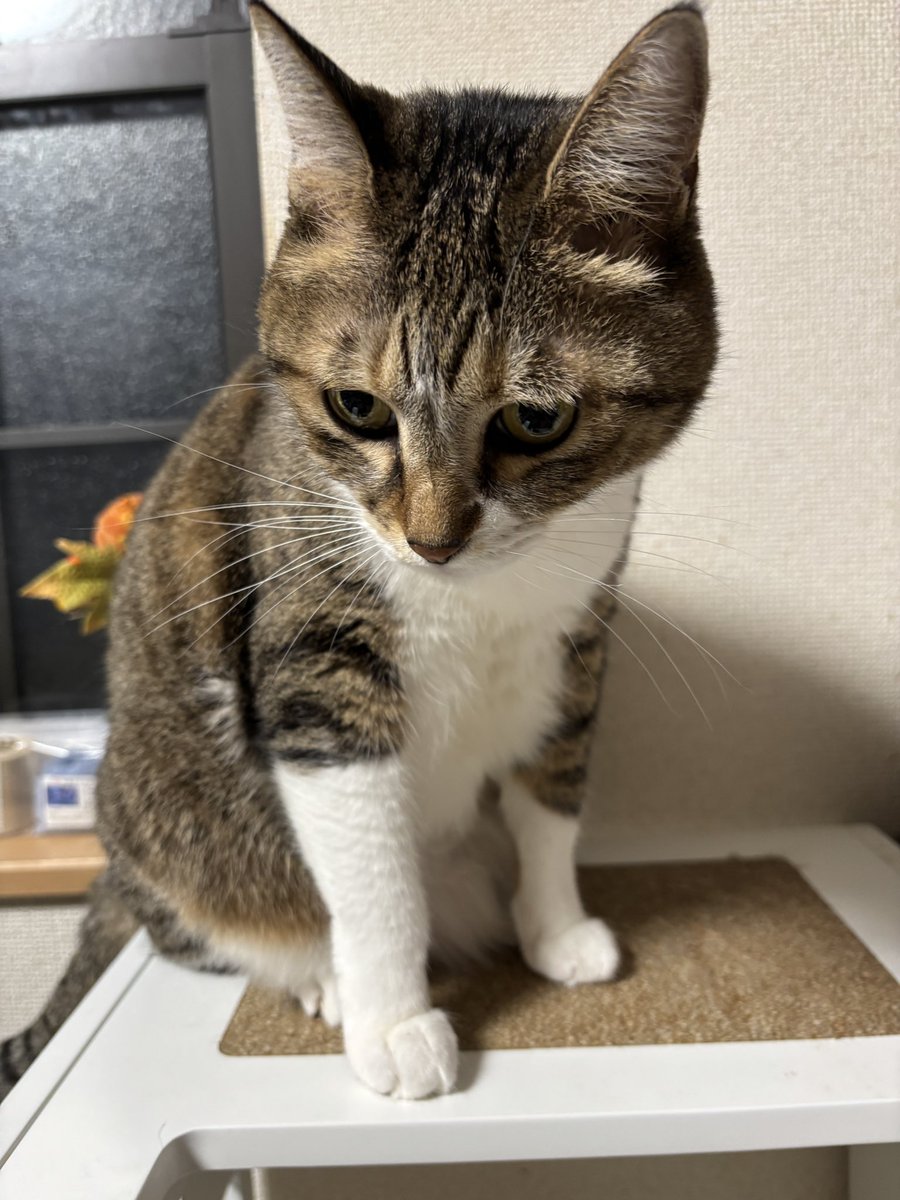 フウカ (@OZ6EpYQlciPRCpO) / Posts / X