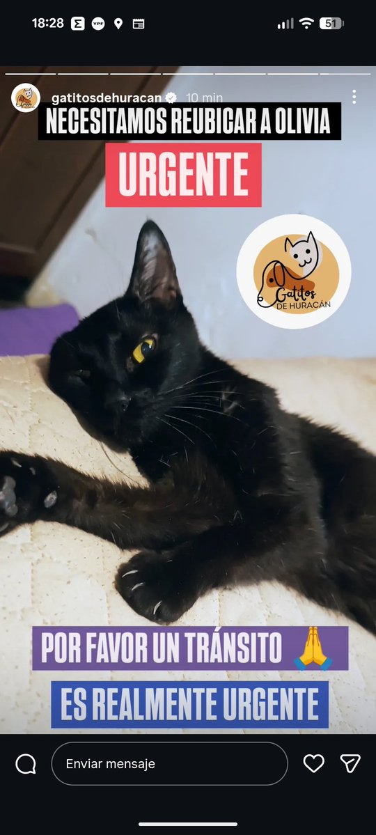 Necesitamos un milagro de navidad. Por favor RT. Encontramos esta gatita tirada en el cementerio Británico. Se quedó sin tránsito y va a volver a la calle. Por favor si alguien puede recibirla, están todos los gastos cubiertos. Solo necesitan un lugar donde pueda recuperarse.