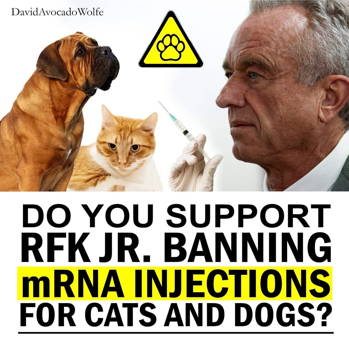 DavidWolfe's tweet image. 