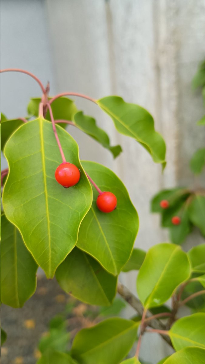 Өглөөний мэнд 🍂