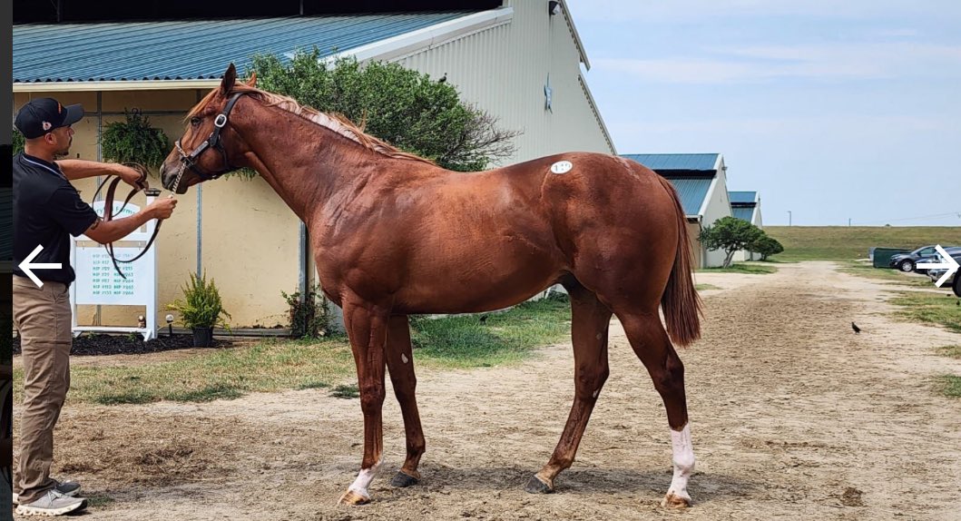 BidxSell Middle East tweet media