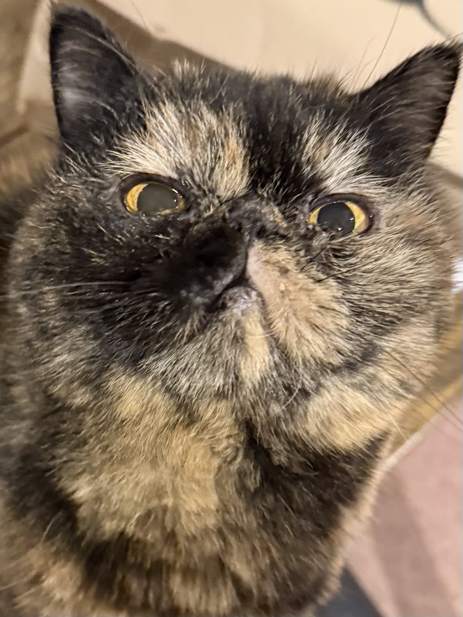 はっ！きのこになる夢みてた… #エキゾチックショートヘア #サビエキゾ