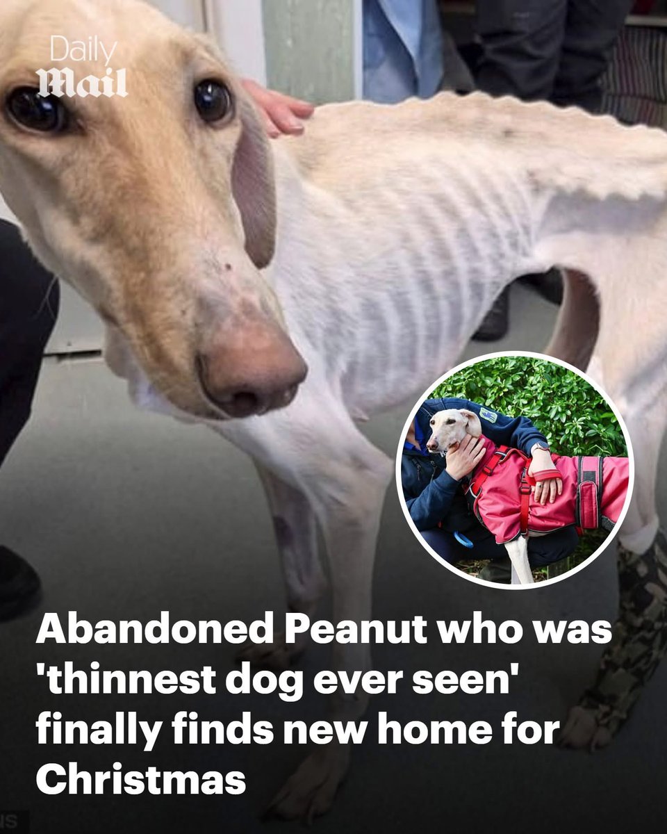 domdyer70's tweet image. With her skeleton clearly visible through the skin hanging from her emaciated frame, it's hard to believe that Peanut – the thinnest dog ever seen by the RSPCA – could survive.

However, after months of expert care, the lurcher has not only made a full recovery, but will now…