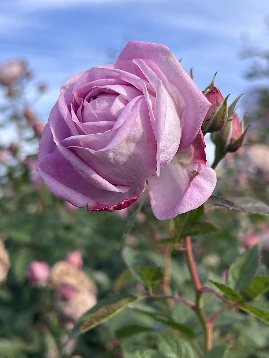 Sおじさま (@S33489926) / Posts / X