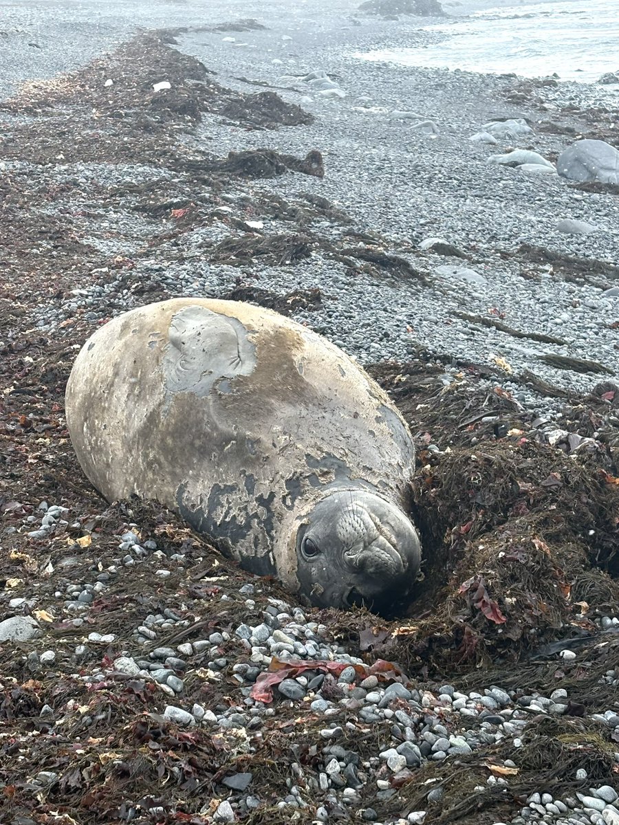 sofisall's tweet image. De regalo de aniversario para la base llegó a la playa una hembra de elefante marino haciendo su cambio de piel, saluda y todo 🤍