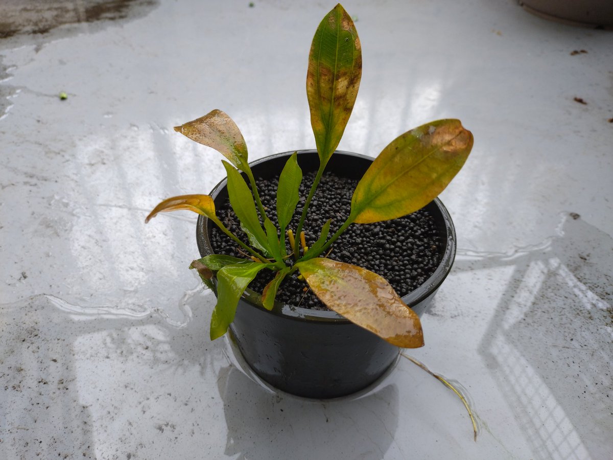 屋外エキノドルス ホレマニー “座標軸” こちらも水中化して越冬中です