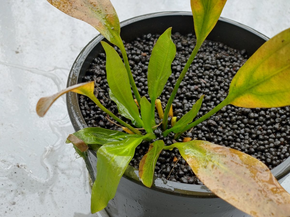 屋外エキノドルス ホレマニー “座標軸” こちらも水中化して越冬中です