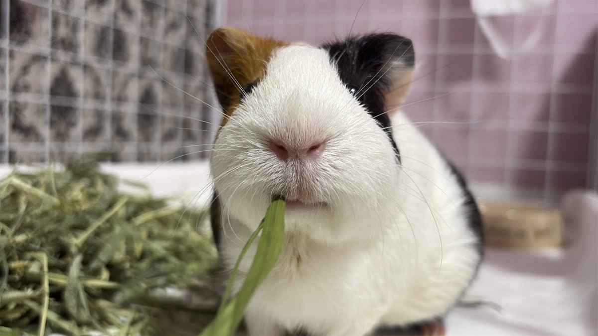 遊神チヌ　様　確認ページ❗ 遊神チヌSP 様 確認ページ❗ フィッシング 遊神チヌSP 様 確認ページ❗