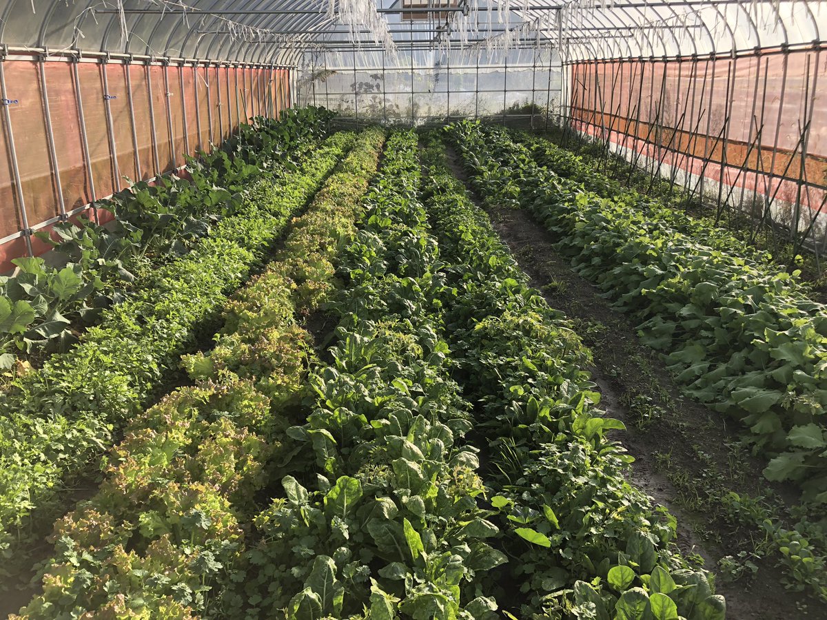 FJcATkTpnNAWGlw's tweet photo. おは菜園（☀️）

みなさま今日もよろしくおねがいします😆
ゆるふぁいゆるふぁい🍅🍠

さあ今日も収穫収穫🎵 https://t.co/oAg8qusiKc