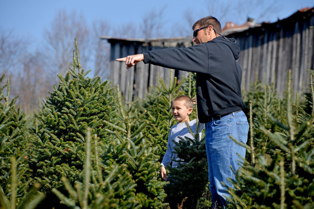 NCState's tweet image. Thanks to more than four decades of research by NC State geneticists, North Carolina’s Christmas tree industry is poised to thrive for many future generations. 🌲👏 With that comes economic and environmental benefits our state and beyond. #ThinkAndDo ncst.at/h9w250XNsp9