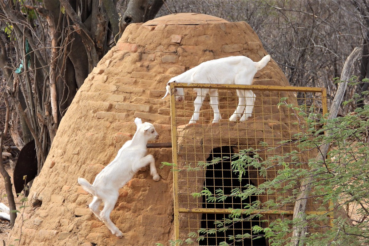 cjsbarros's tweet image. Tranquinando... #faunafrutoeflor #Caatinga #paraíba #caprino #traquinagem