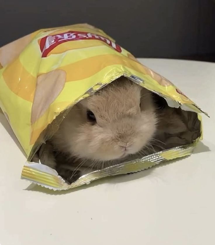 cutedreamvibes's tweet image. 