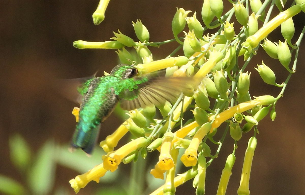 cjsbarros's tweet image. Besourinho_de_bico_vermelho na Caatinga #faunafrutoeflor #Caatinga #paraiba #biomacaatinga #besourinhodebicovermelho