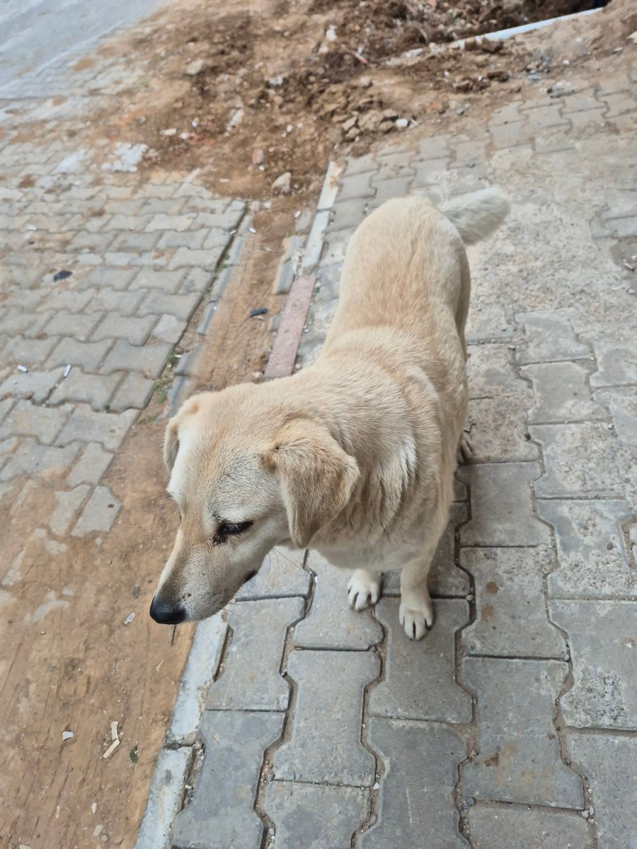 Benim can kızım Vanilya