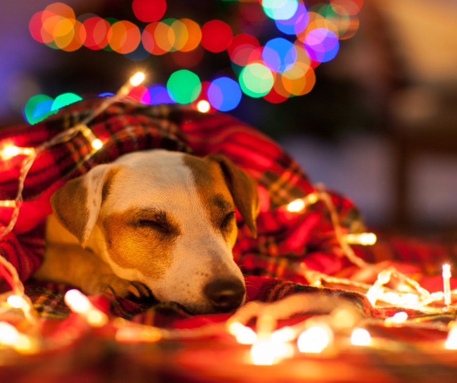 SouthHealthDist's tweet image. Even the busiest pups need their sleep! Make sure you take time to rest this season. Quality sleep helps your body recover and keeps your immune system strong so you can enjoy all the holiday fun. 🐶💤