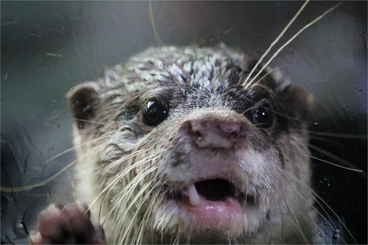 かわうそ(・ᴥ・) (@iF9kOxq2miU6JaD) / Posts / X