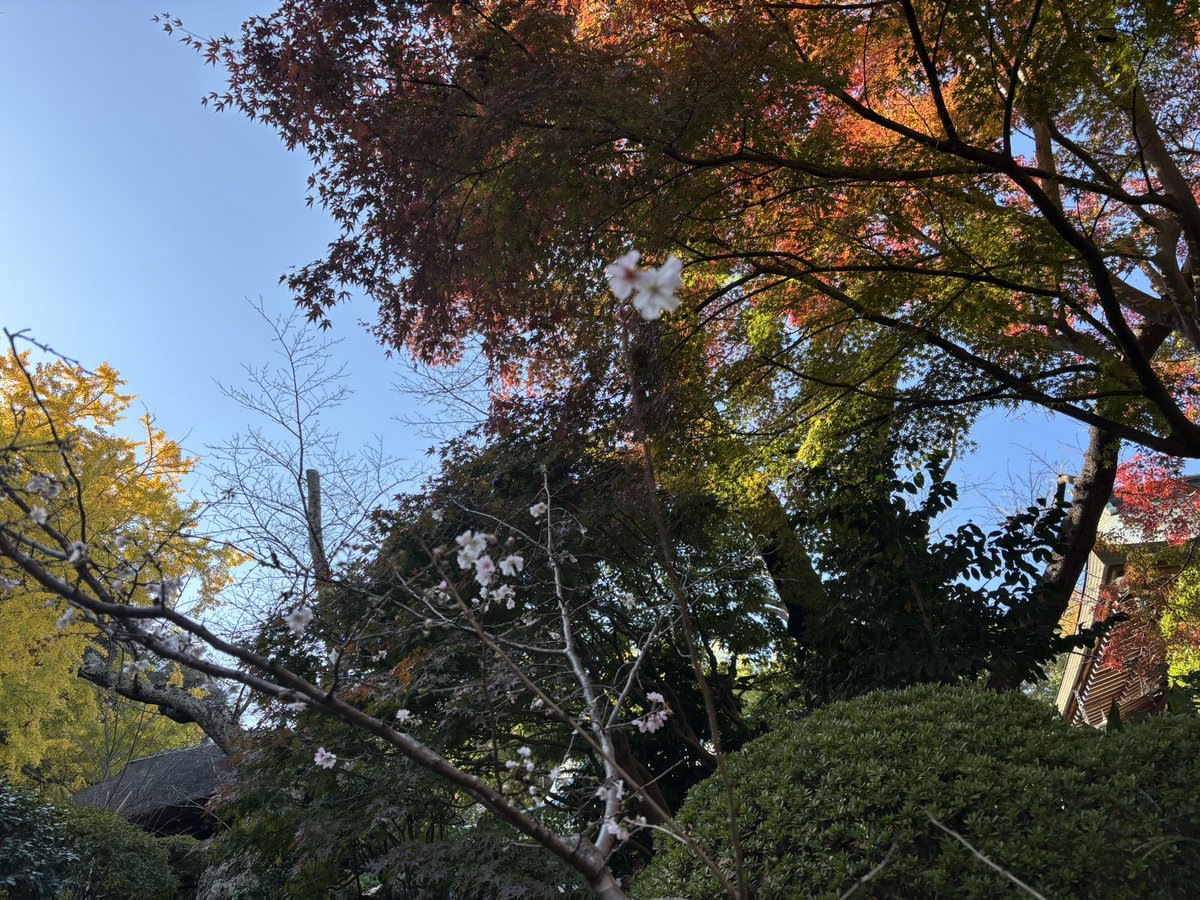 #このタグを見た人は黙って桜をはる
桜の刺繍ポーチ🌸
桜と紅葉🍁