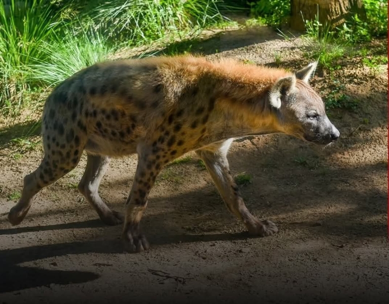 أهالي المريغة يمسكون بضبع بعد تحذيرات بلدية حرصًا على سلامة الأهالي 