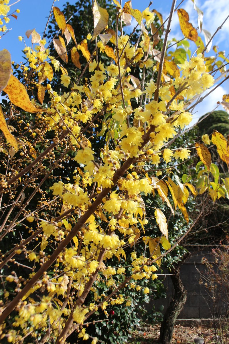 TokyoNietzsche おはようございます 今日もよろしくお願いします