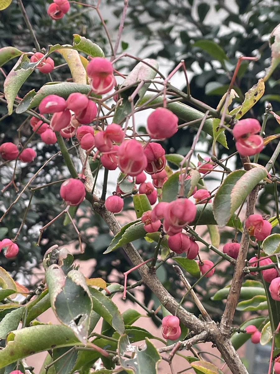 真弓の実🍒✨

ニシキギ科ニシキギ属✨日夲在来種✨錦のような紅葉の美しさから錦木と言われ葉もオレンジに紅葉する✨実は朱色の四角の実からオレンジ🧡の種が現れ葉が散っても実が残る✨昔はこの木から弓🏹を作ったので真弓と由来✨花言葉は貴方の魅力を心に刻む✨貴方の魅力を心に刻み自分を愛そう🙏