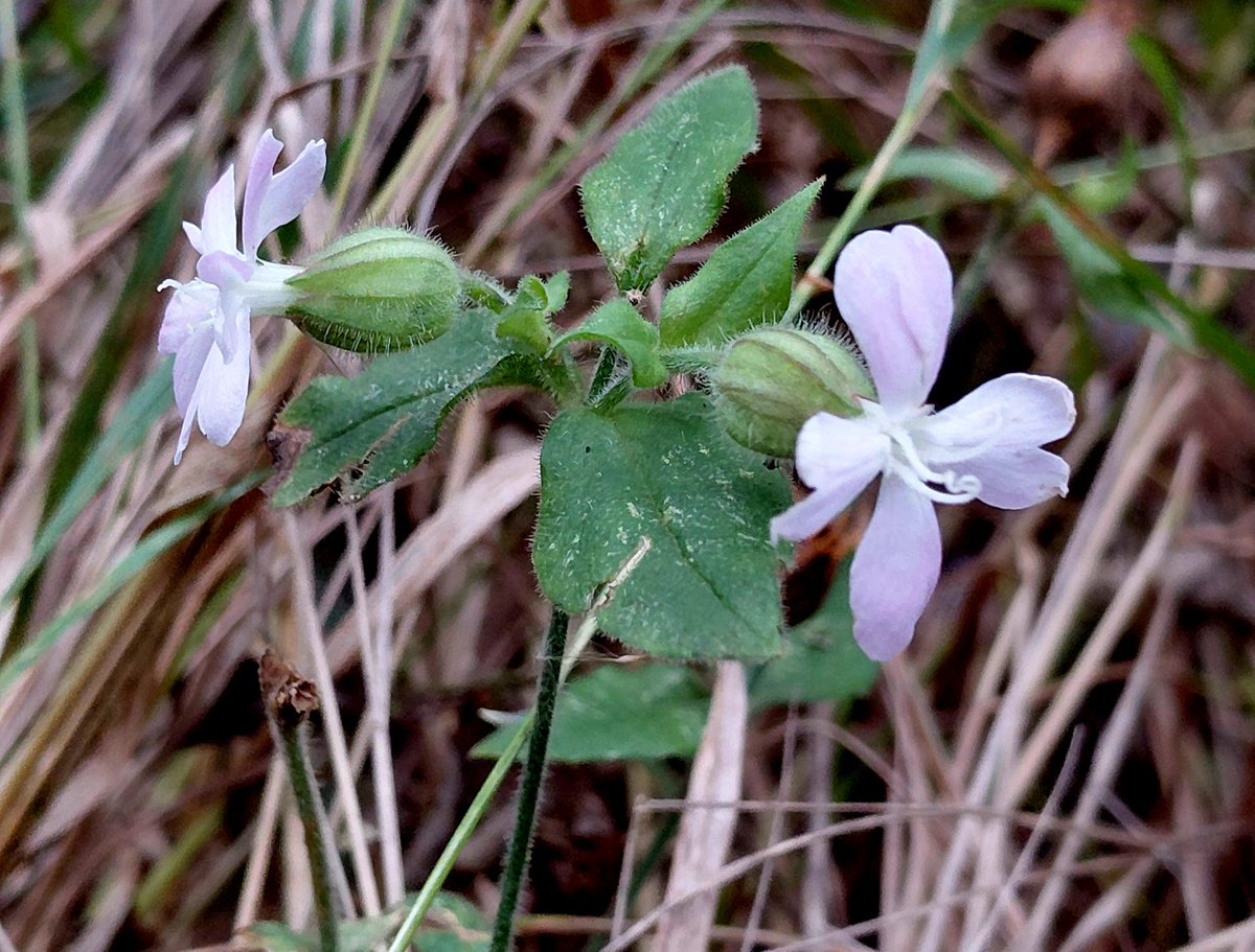 JeremyGaskell's tweet image. Two images from the Trinity Broads, East Norfolk on the shortest day of the year: hybrid Campion and drake Goldeneye.