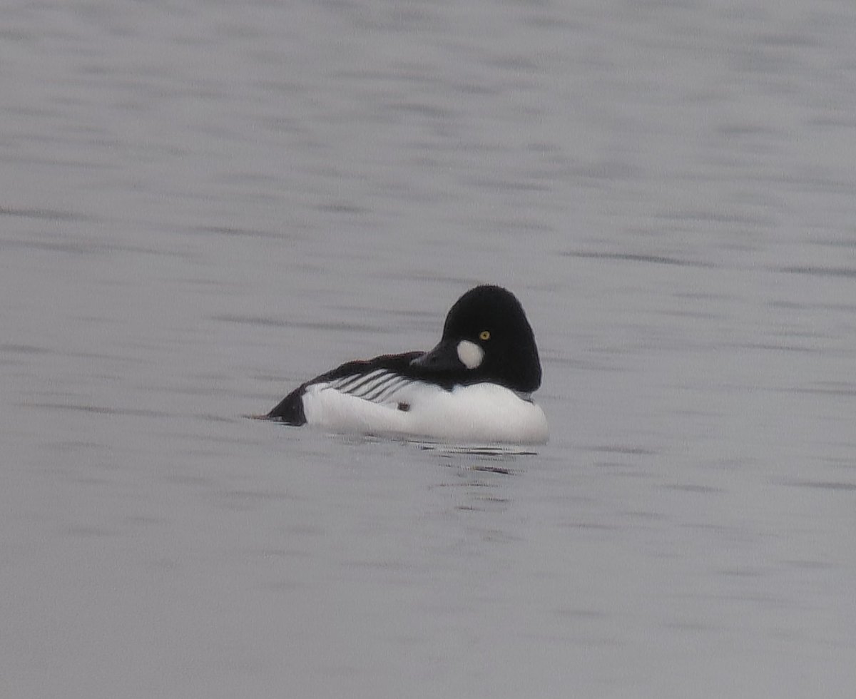 JeremyGaskell's tweet image. Two images from the Trinity Broads, East Norfolk on the shortest day of the year: hybrid Campion and drake Goldeneye.