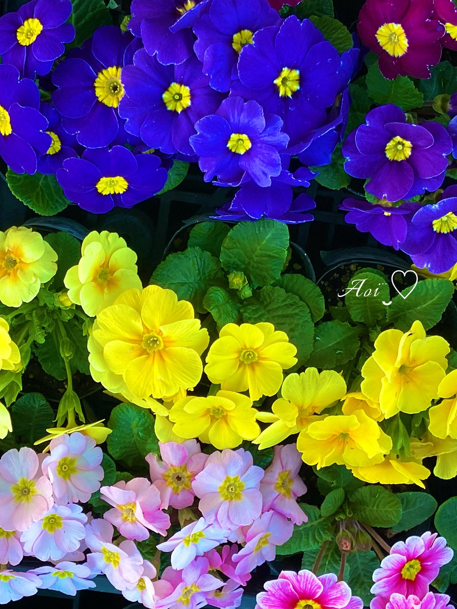 ヨッシー (@AOGSDkw5Qmr1X51) / Posts / X