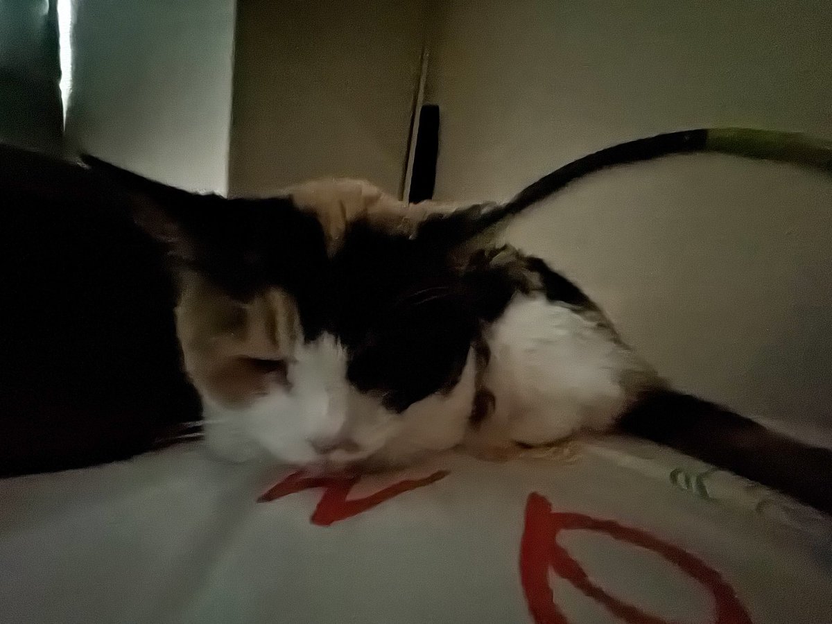 Good Morning Lovely Fuku-chan 🐾 本日も宜しくお願い致します🤲 #福