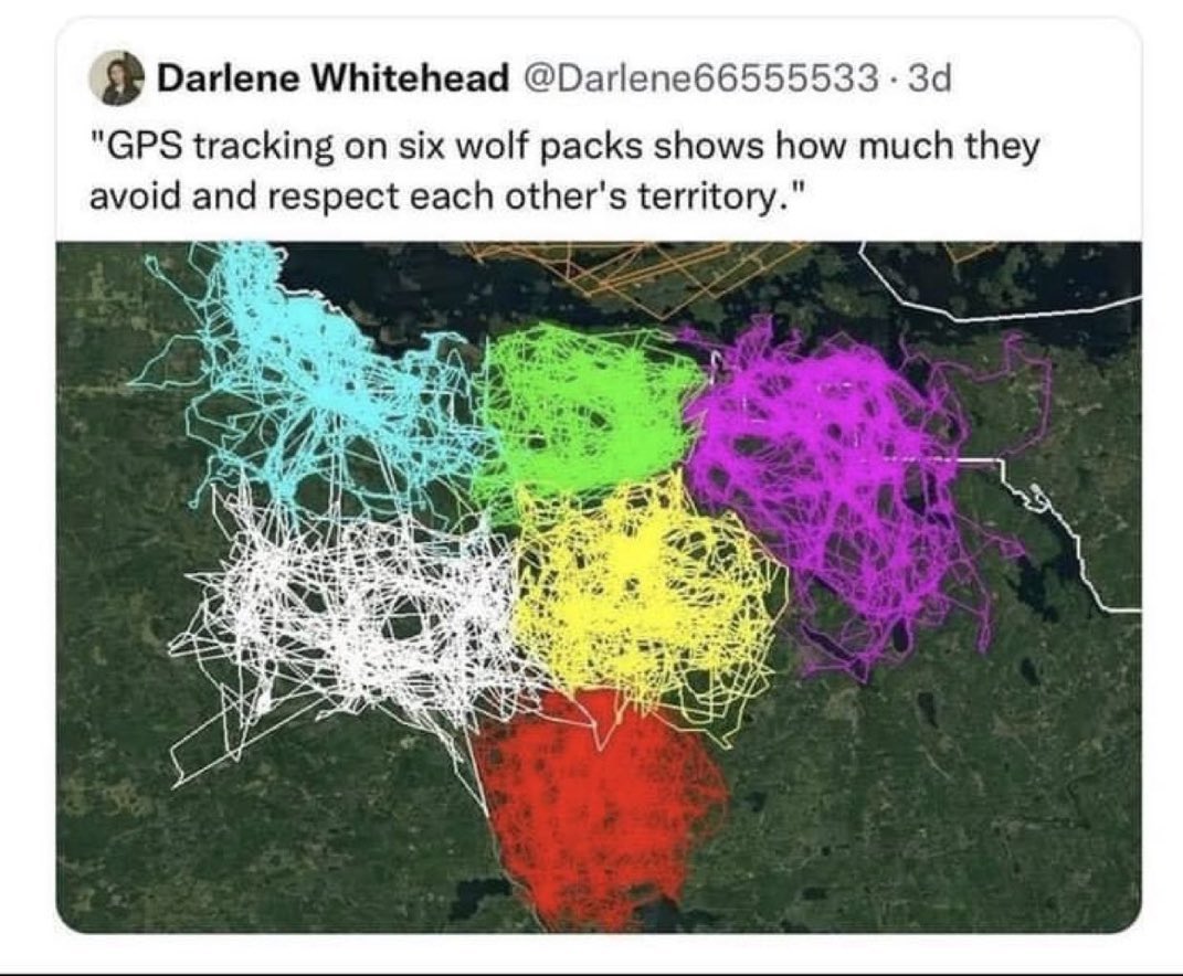 TheRabbitHole's tweet image. Even wolves have borders.

Open border activists have less sense than literal animals.