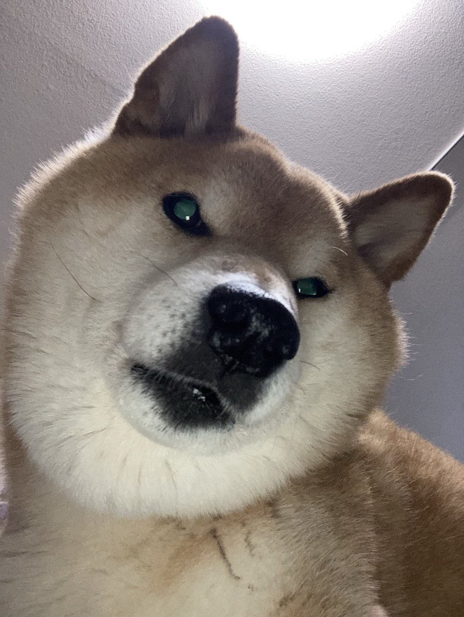 現場からは以上です #柴犬が好きすぎるで使っていいよ