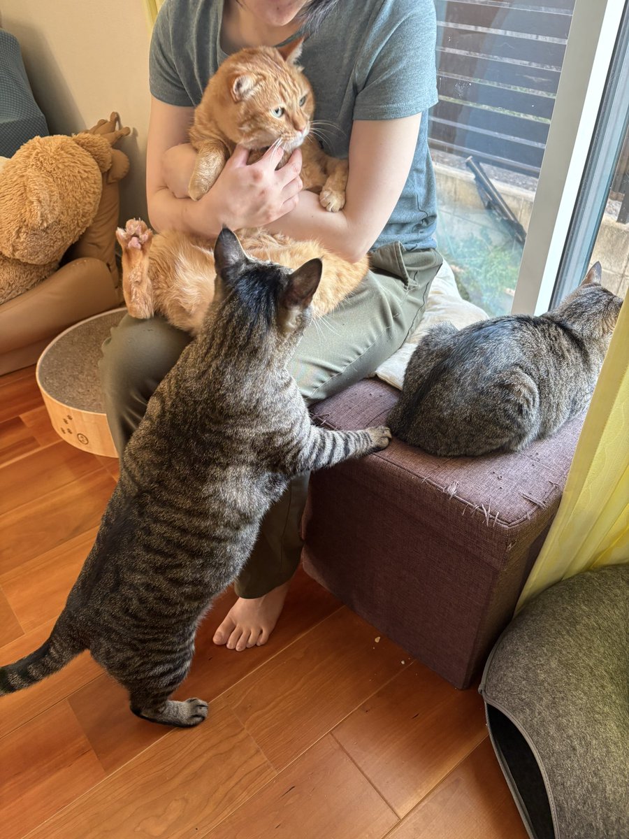 すずつむふう【我が家の可愛い猫's】 (@kagisuzu0531) / Posts / X