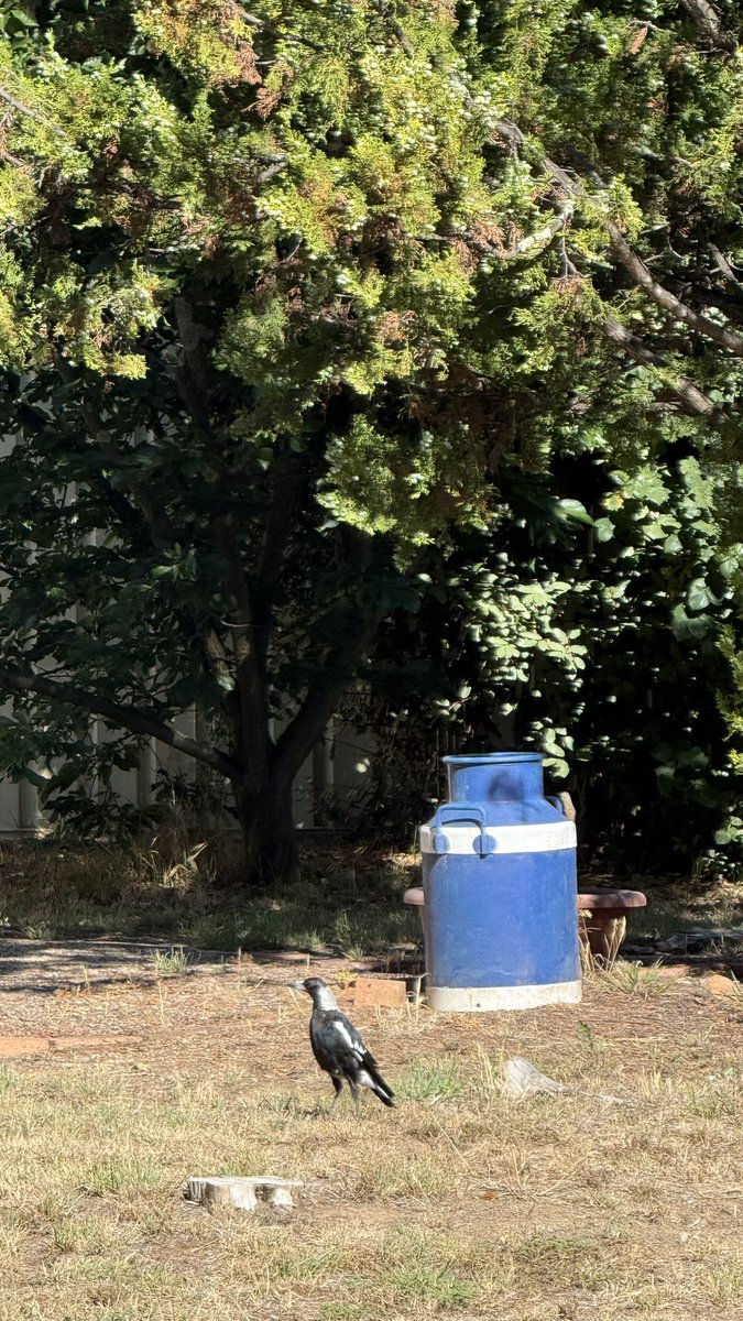 wapple15's tweet photo. Good morning #Canberra ☀️🌬️ #BluesdayTuesday #MagpiesDoingWeirdStuff https://t.co/k0Vy7WYA70