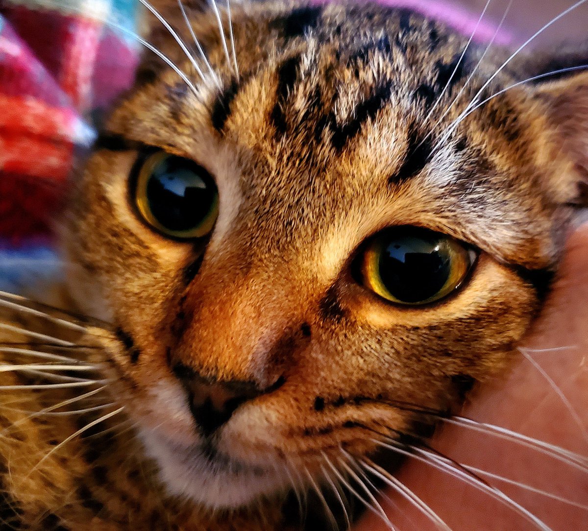 🐱
